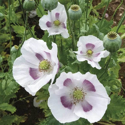 Breadseed Poppy plant