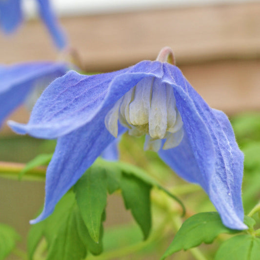 Blue White flower seeds