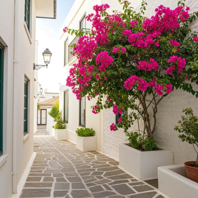 Brick Pink Bougainvillea plant