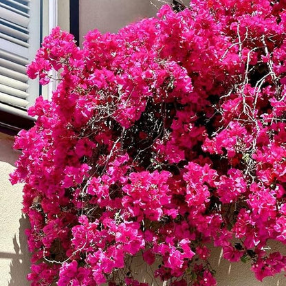 Brick Pink Bougainvillea plant
