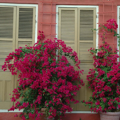 Brick Pink Bougainvillea plant