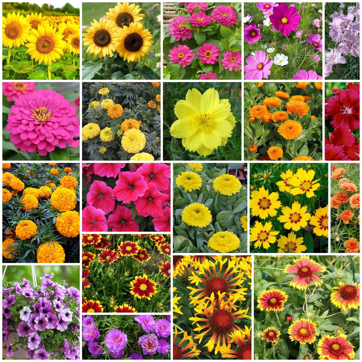 Garden Flower Pack plant