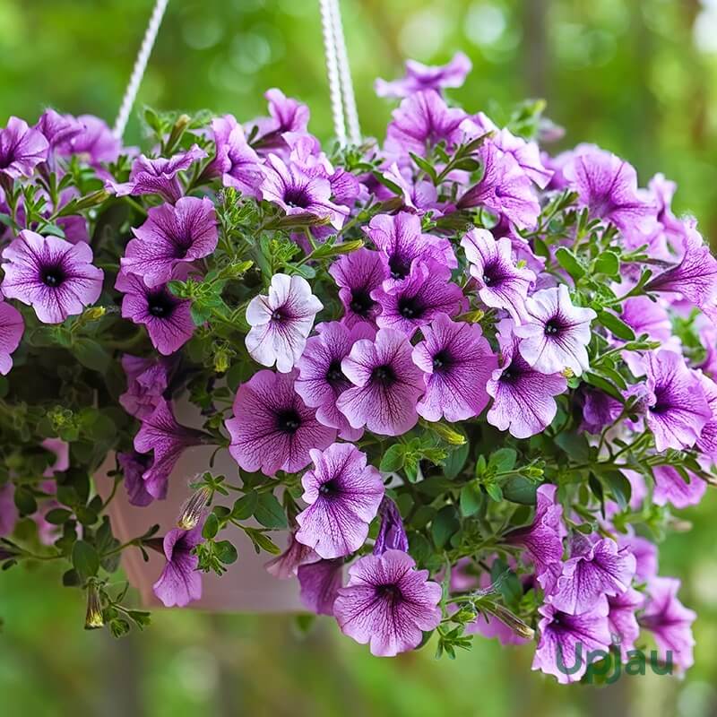 Garden Flower Pack plant