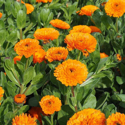 Garden Flower Pack plant