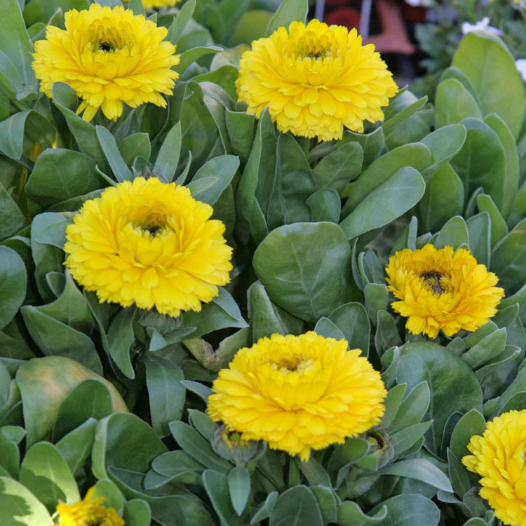 Garden Flower Pack plant