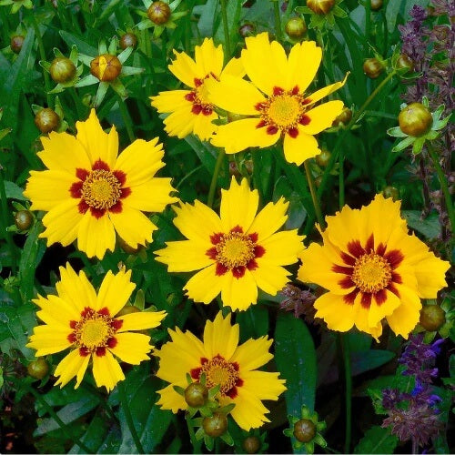 Garden Flower Pack plant