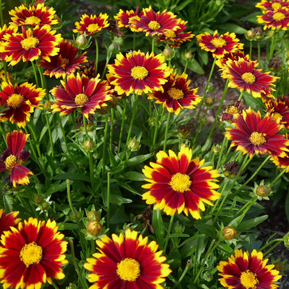 Garden Flower Pack plant