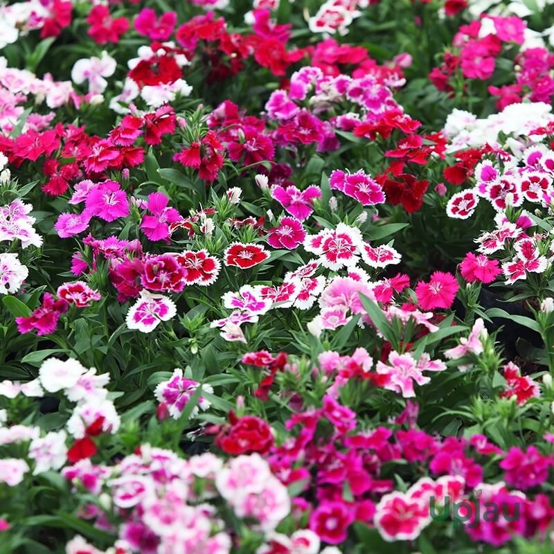 Garden Flower Pack plant