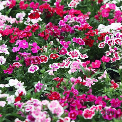 Garden Flower Pack plant