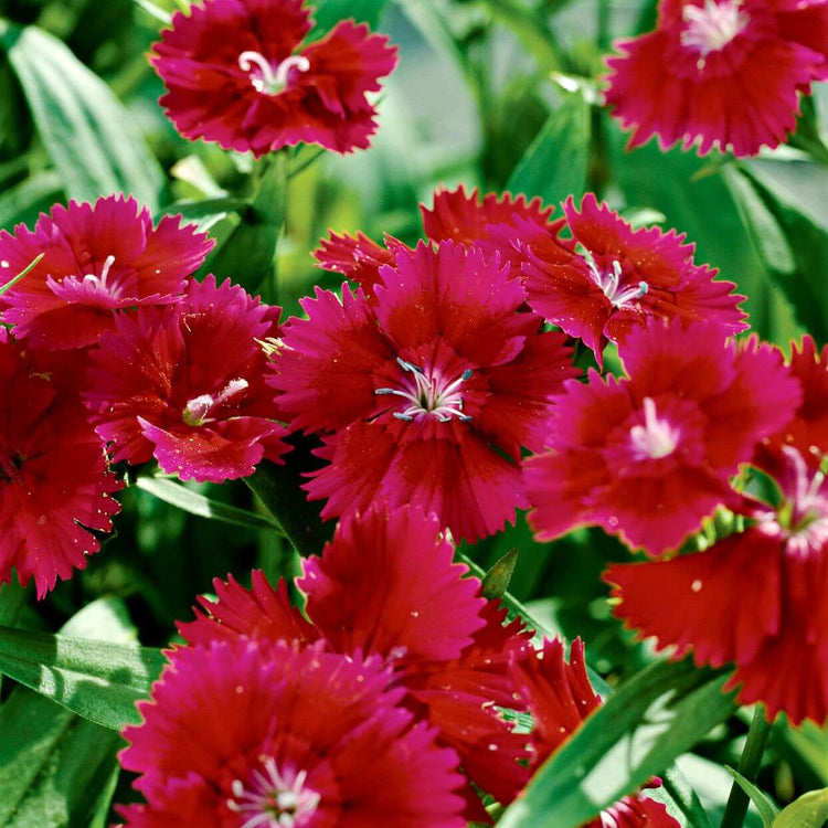 Garden Flower Pack plant