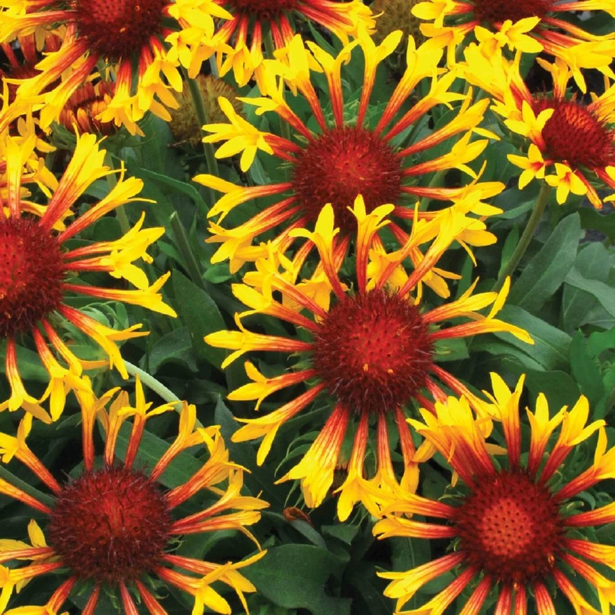 Garden Flower Pack plant