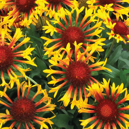 Garden Flower Pack plant