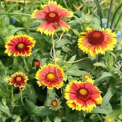 Garden Flower Pack plant
