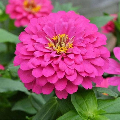 Garden Flower Pack plant