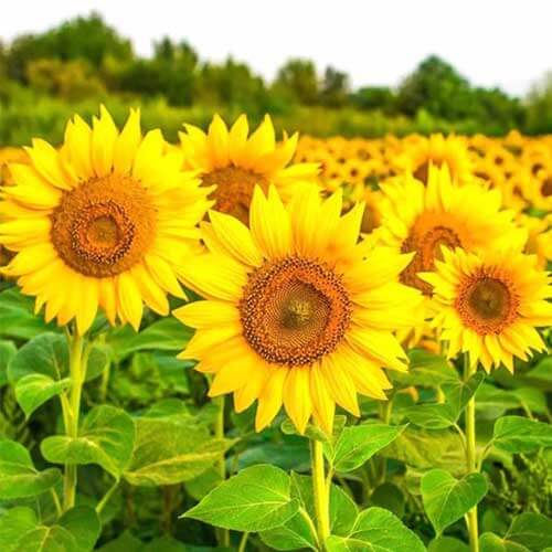 Garden Flower Pack plant
