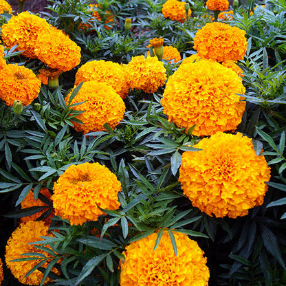 Garden Flower Pack plant