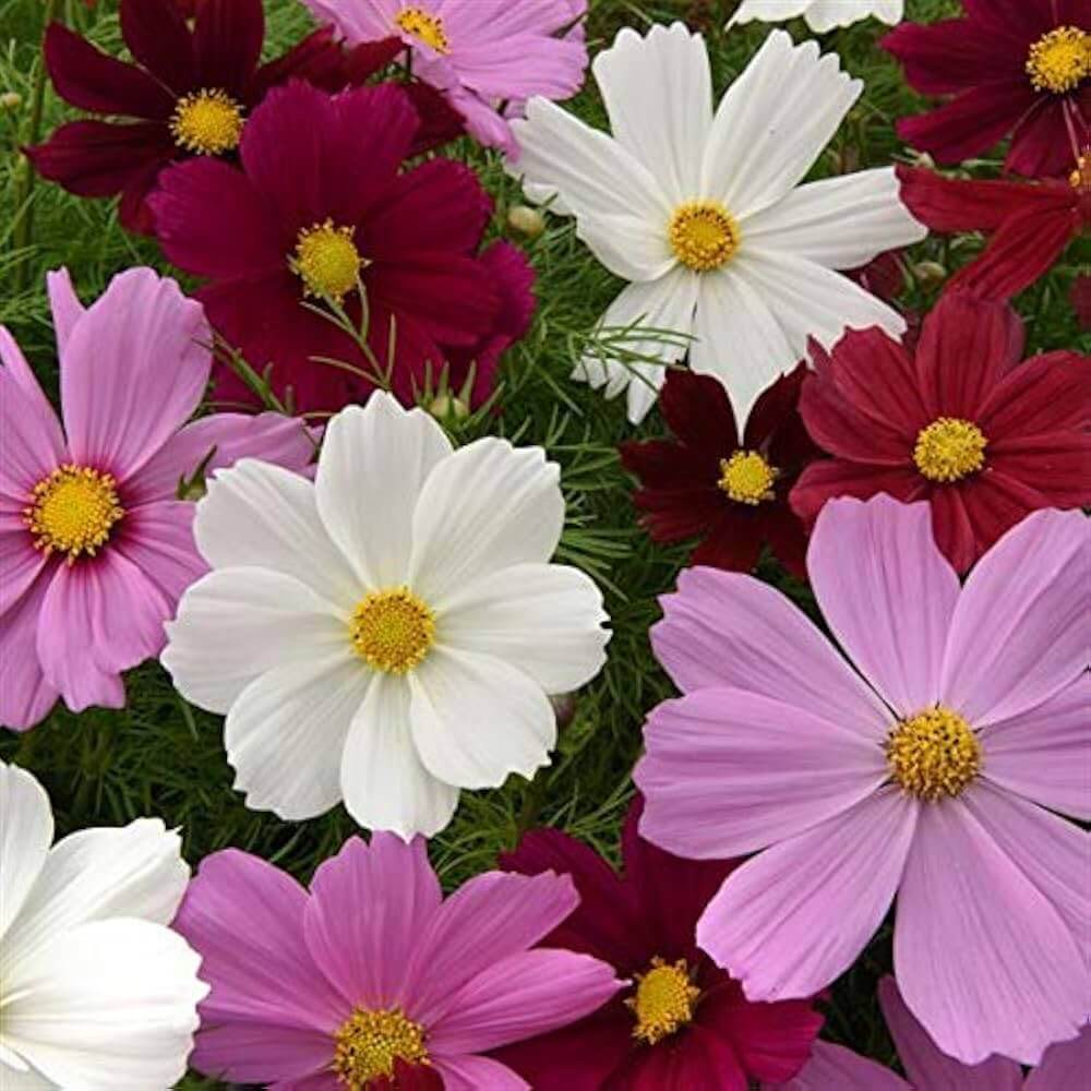 Garden Flower Pack plant