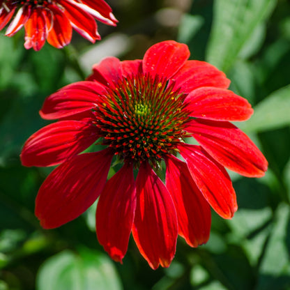 Bright Red Coneflower plant