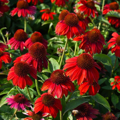Bright Red Coneflower plant