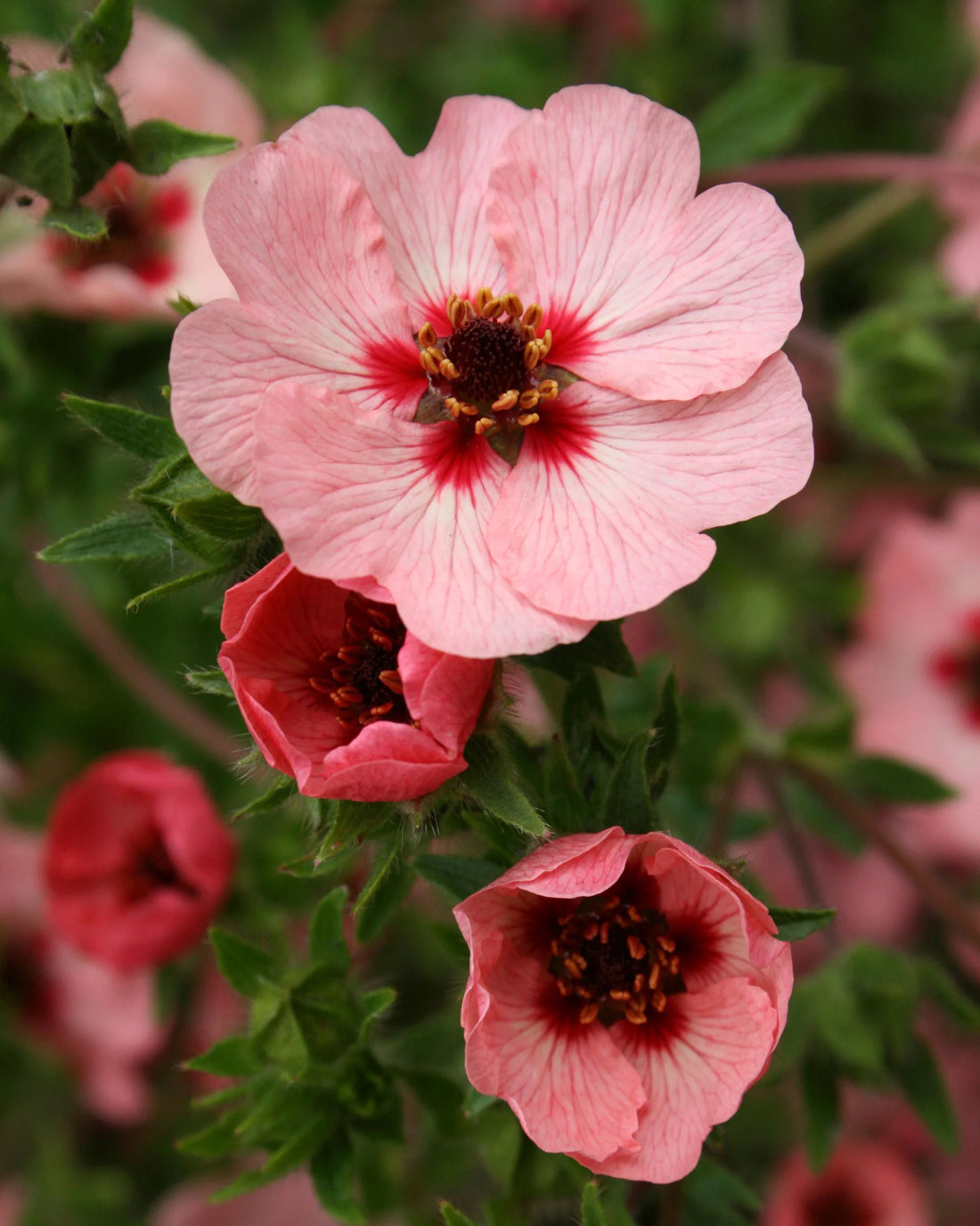 Red Willmott flower seeds