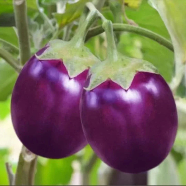Purple Eggplant Seeds