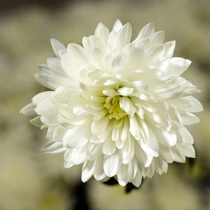 White Chrysanthemum Flower Seeds for Planting – Heirloom Non-GMO Garden Seeds