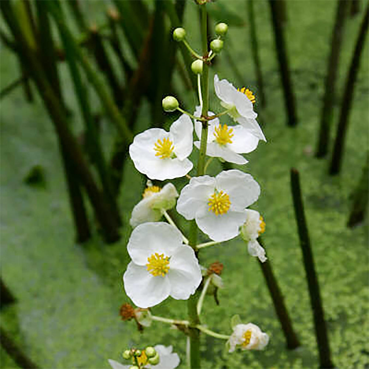 Aquatic Broadleaf Arrowhead plant
