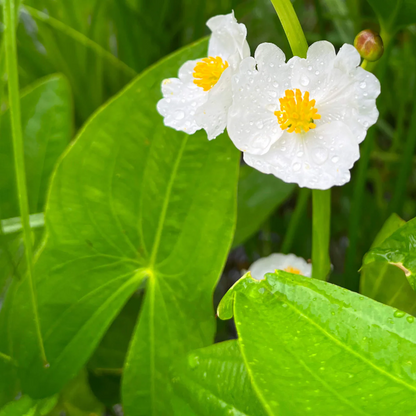 Aquatic Broadleaf Arrowhead plant