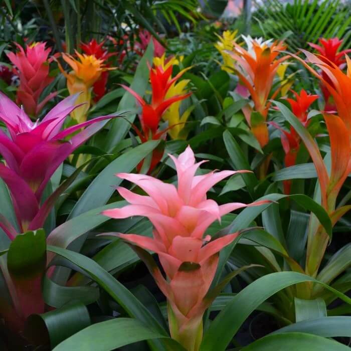 Bromeliad plant