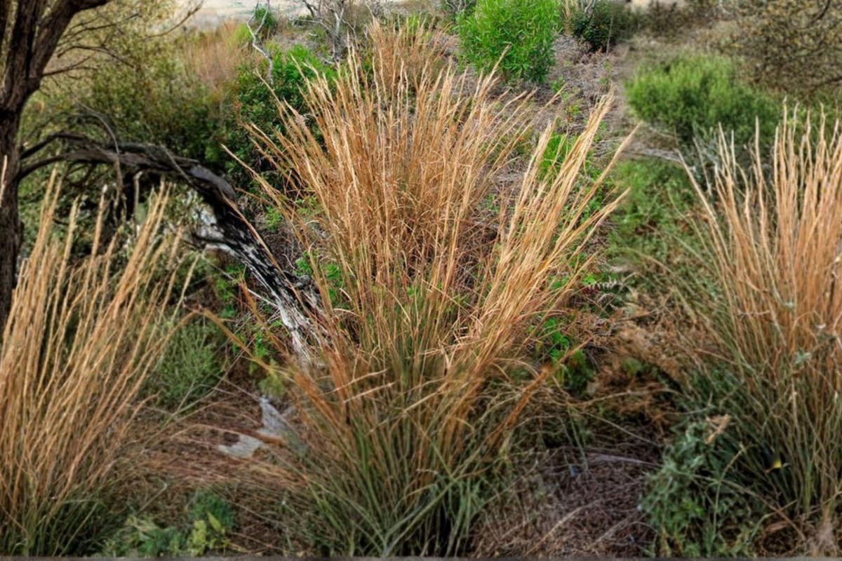 Broomsedge grass growing with green foliage and natural fall-colored seed heads