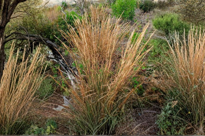 Broomsedge grass growing with green foliage and natural fall-colored seed heads