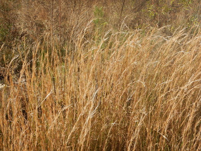 Broomsedge grass growing with green foliage and natural fall-colored seed heads