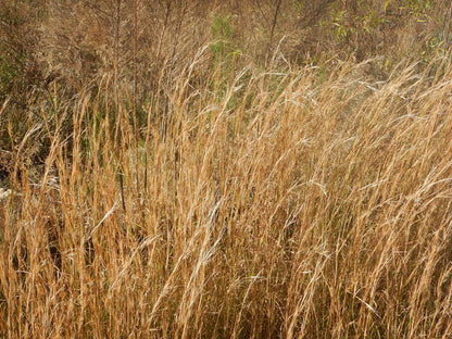 Broomsedge grass growing with green foliage and natural fall-colored seed heads