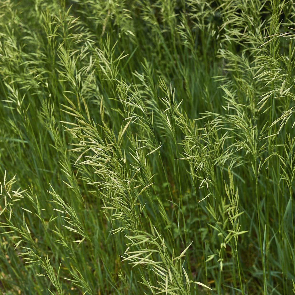 Broomsedge grass growing with green foliage and natural fall-colored seed heads