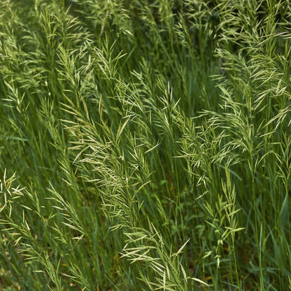 Broomsedge grass growing with green foliage and natural fall-colored seed heads