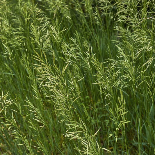 Broomsedge grass growing with green foliage and natural fall-colored seed heads