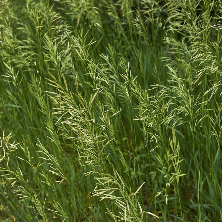 Broomsedge grass growing with green foliage and natural fall-colored seed heads