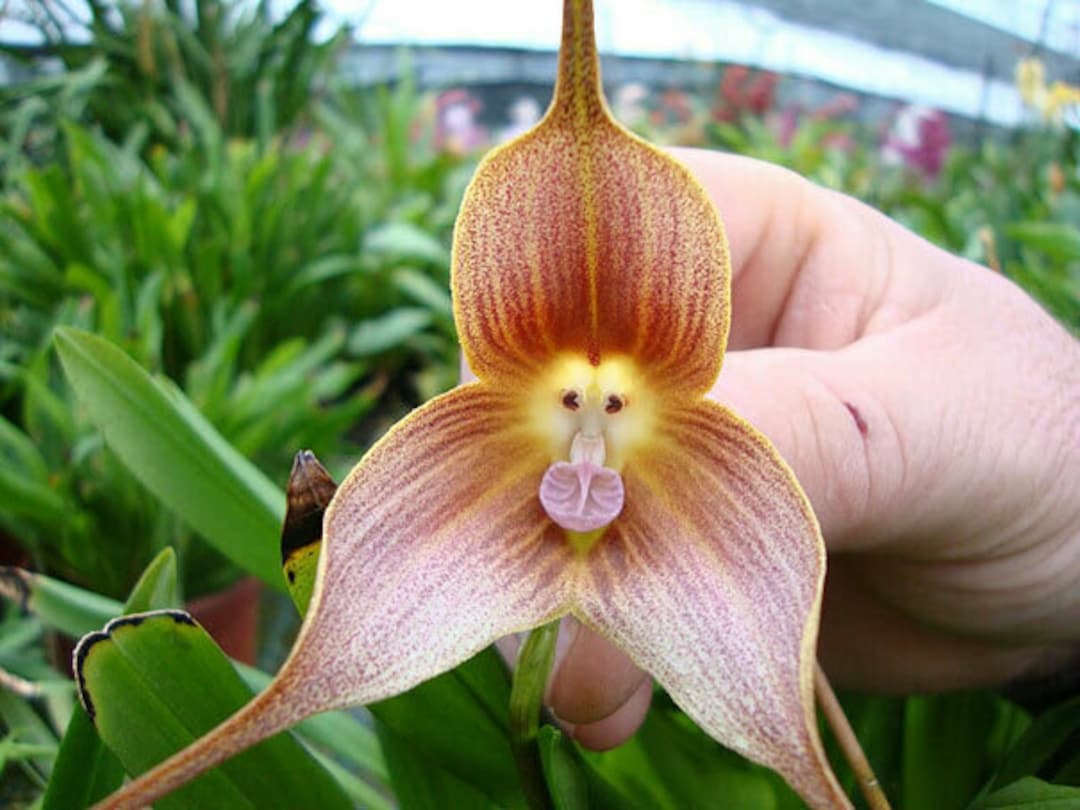 Brown Monkey flower seeds