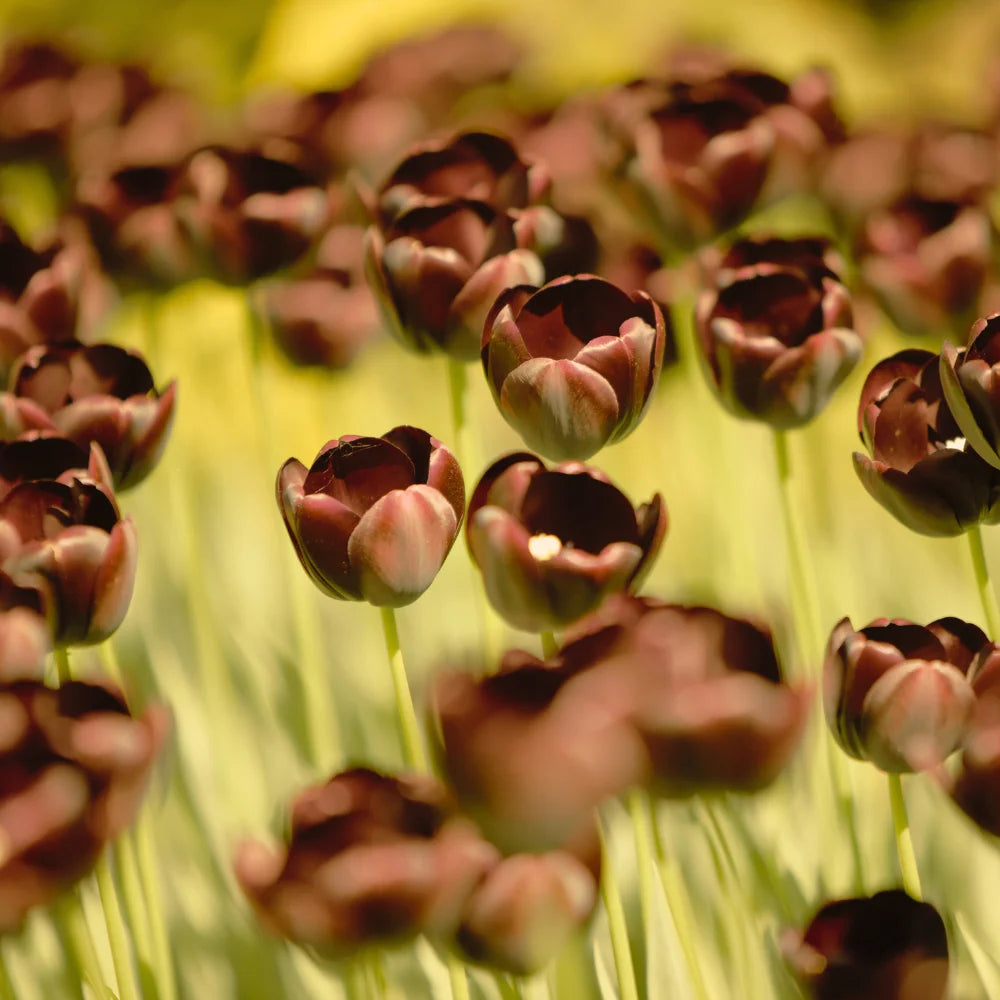 Dark Khaki flower seeds