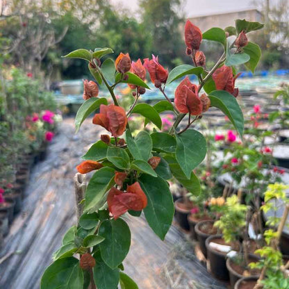 Brown Bougainvillea plant