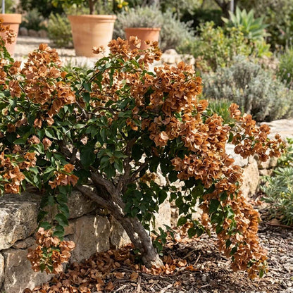 Brown Bougainvillea plant