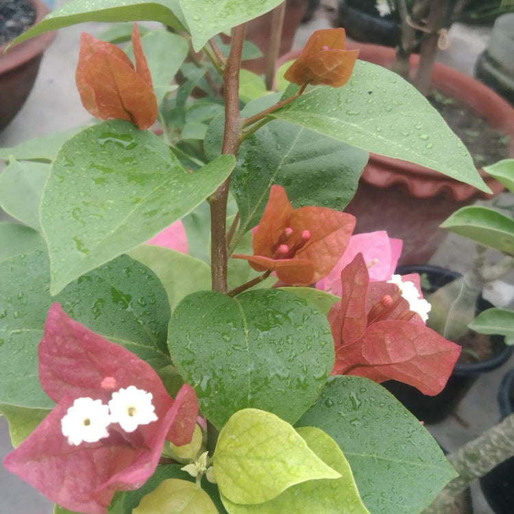 Brown Bougainvillea plant