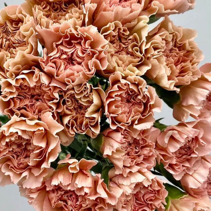 Brown Carnation plant