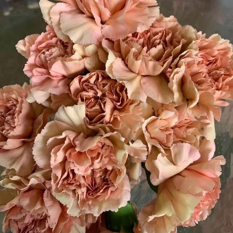Brown Carnation plant