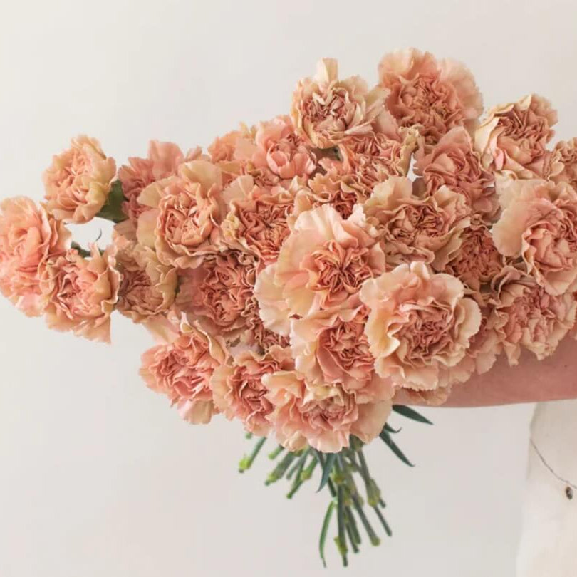 Brown Carnation plant