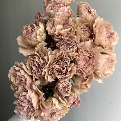 Brown Carnation plant