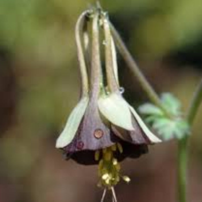 & Green Fuchsia plant
