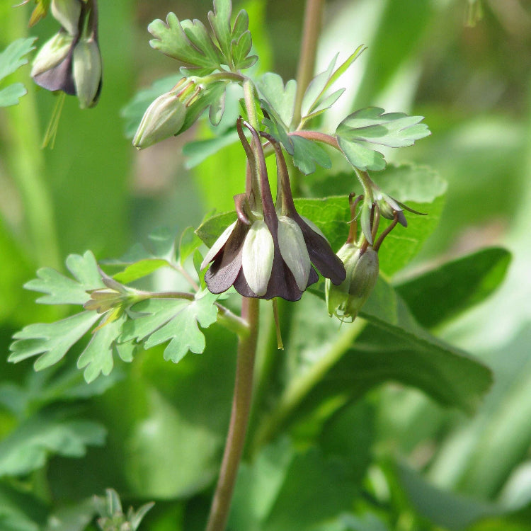 & Green Fuchsia plant