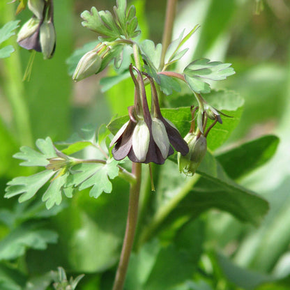 & Green Fuchsia plant