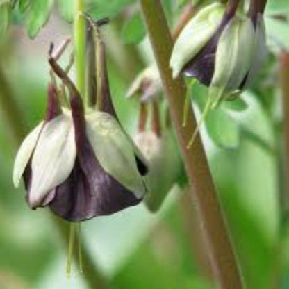 & Green Fuchsia plant